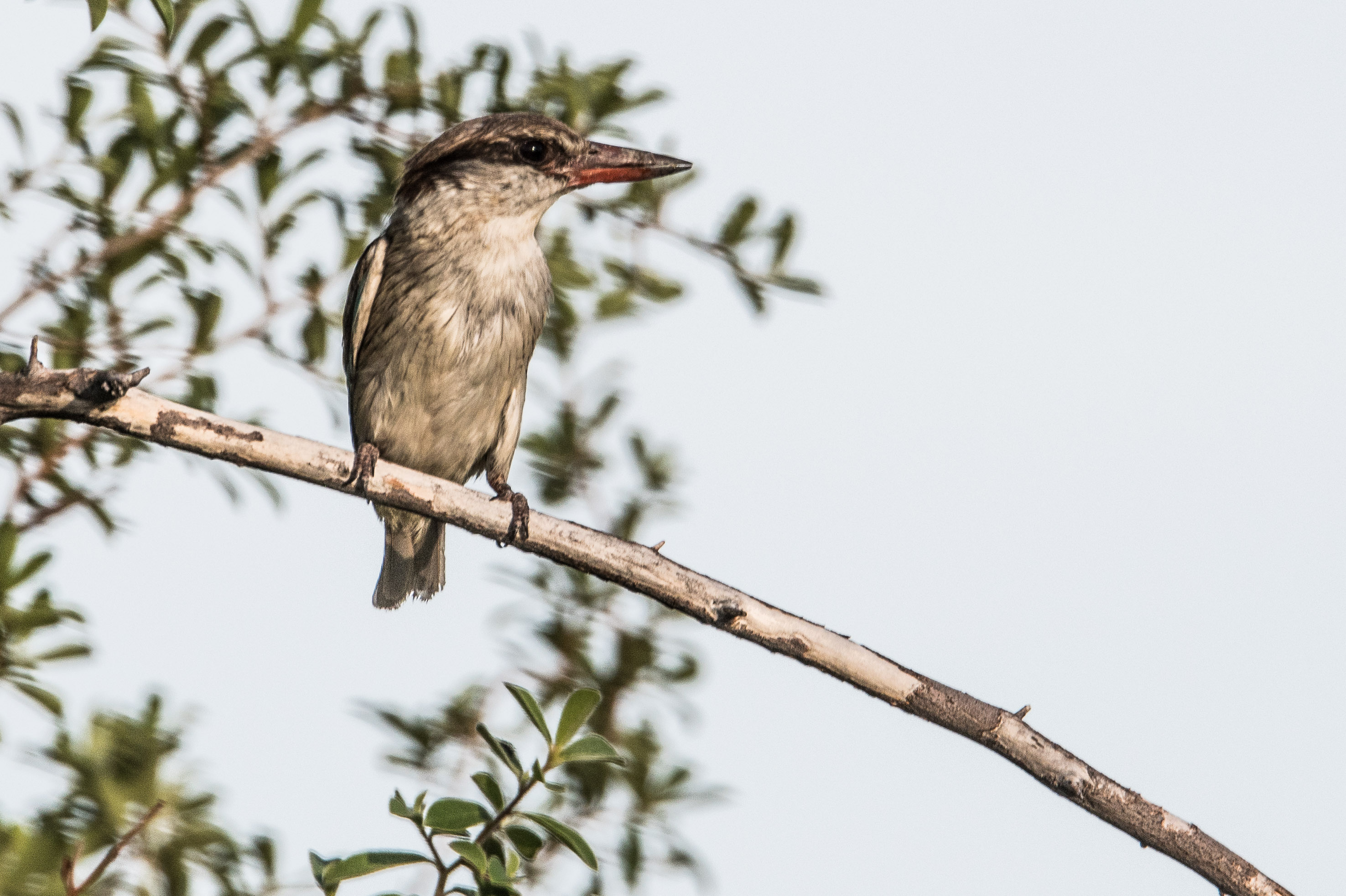 Martin-chasseur striè de face (Striped kingfisher, Halcyon chelicuti), Shinde, Delta de l'Okavango, Botswana.